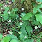 Stellaria palustrisപുഷ്പം