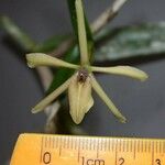 Epidendrum acunae Кара