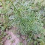 Verbena bipinnatifida Blad