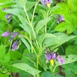 Solanum dulcamara Flor