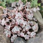 Sedum spathulifoliumFolha