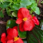 Begonia cucullata Квітка