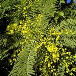 Acacia dealbata Çiçek