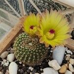 Parodia curvispina Fuelha