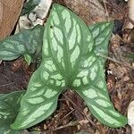 Cercestis mirabilis Φύλλο