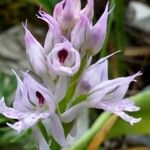 Neotinea tridentata Flower