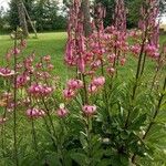 Lilium martagonKwiat