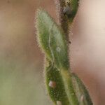 Linaria arenaria Blad