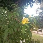 Tecoma stans Flower