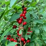 Shepherdia canadensis Fruit