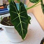 Alocasia micholitziana Φύλλο