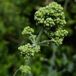 Thalictrum flavum Bloem