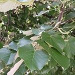 Tilia tomentosa Leaf