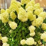 Hydrangea paniculata Habit