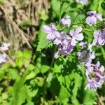 Cardamine pentaphyllos Květ