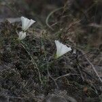 Calystegia macrostegia Tervik taim