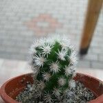 Mammillaria gracilis Hostoa