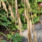 Bromus ramosusFrucht