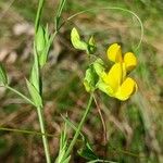 Lathyrus pratensis പുഷ്പം