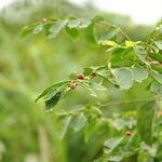 Breynia vitis-idaea Drugo