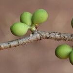 Pleiocarpa pycnantha Fruit