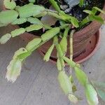 Schlumbergera bridgesii Fulla
