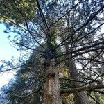 Pinus heldreichii Хабит