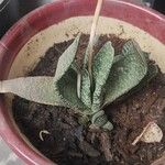 Gasteria carinata Leaf