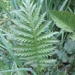 Tanacetum vulgareFeuille