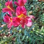 Alstroemeria aureaBlodyn