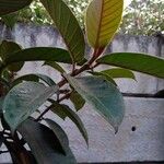 Ficus velutina Blatt