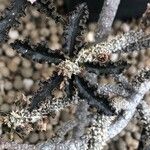 Euphorbia ambovombensis Ravina