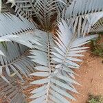 Encephalartos lehmannii ഇല