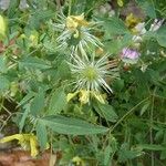 Clematis orientalis Fruit