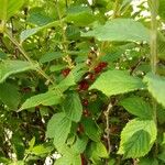 Prunus tomentosa Fruit