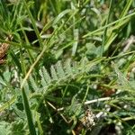 Astragalus danicus Blatt