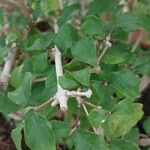 Thunbergia erecta Blad