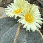 Astrophytum myriostigma 花