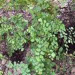 Adiantum raddianum Leaf