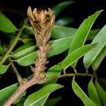 Pterocarpus soyauxii Egyéb