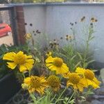 Helenium autumnale Blüte