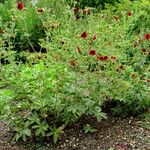 Potentilla thurberi ശീലം