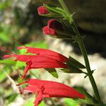 Salvia roemeriana Flor