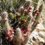 Austrocylindropuntia shaferi Агульны выгляд