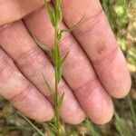 Polygala monspeliaca 叶