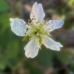 Rubus echinatus 花