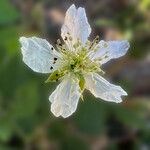 Rubus echinatus फूल