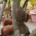 Banksia robur बार्क (छाल)