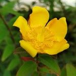 Hypericum patulum पत्ता