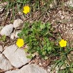 Ranunculus montanusÇiçek